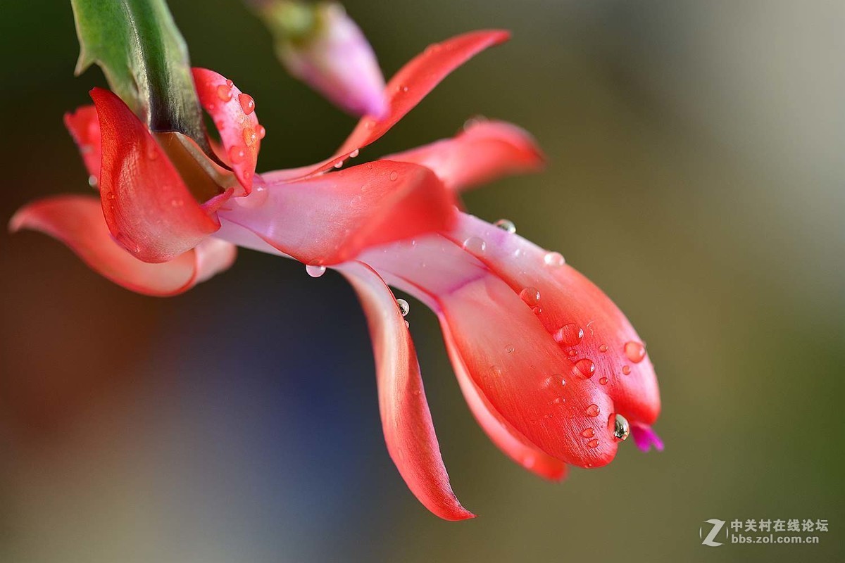 #版主坐堂#2017年1月份《承德》优秀作品选辑