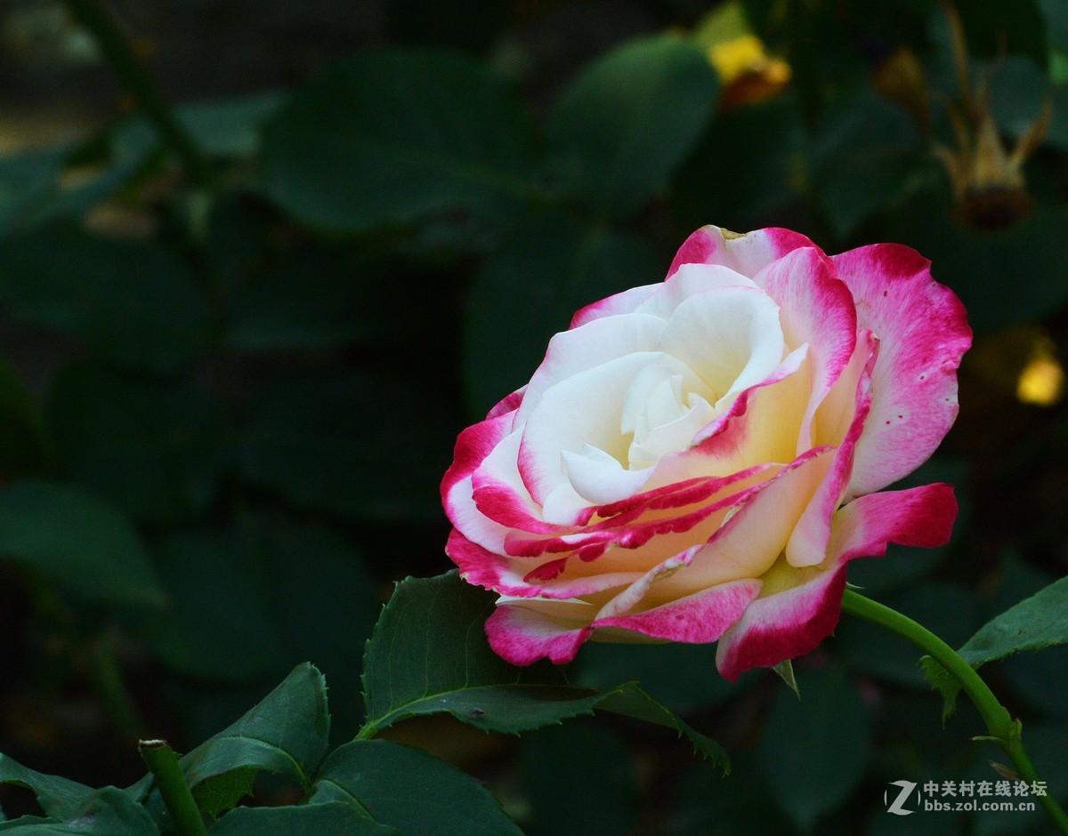 陶然亭月季园里的月季花