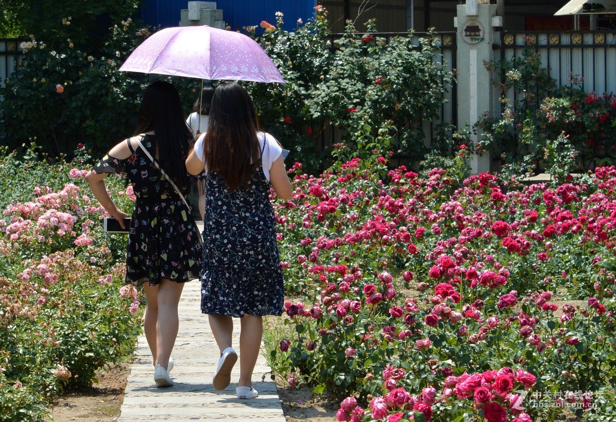 陶然亭月季园里的月季花
