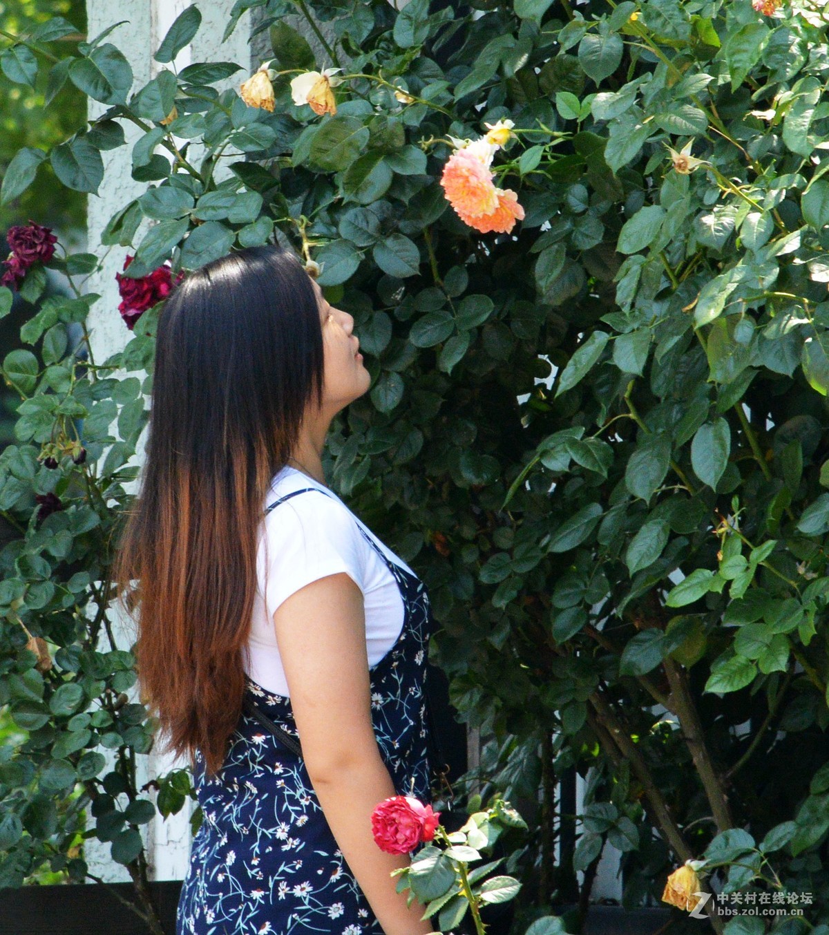 陶然亭月季园里的月季花