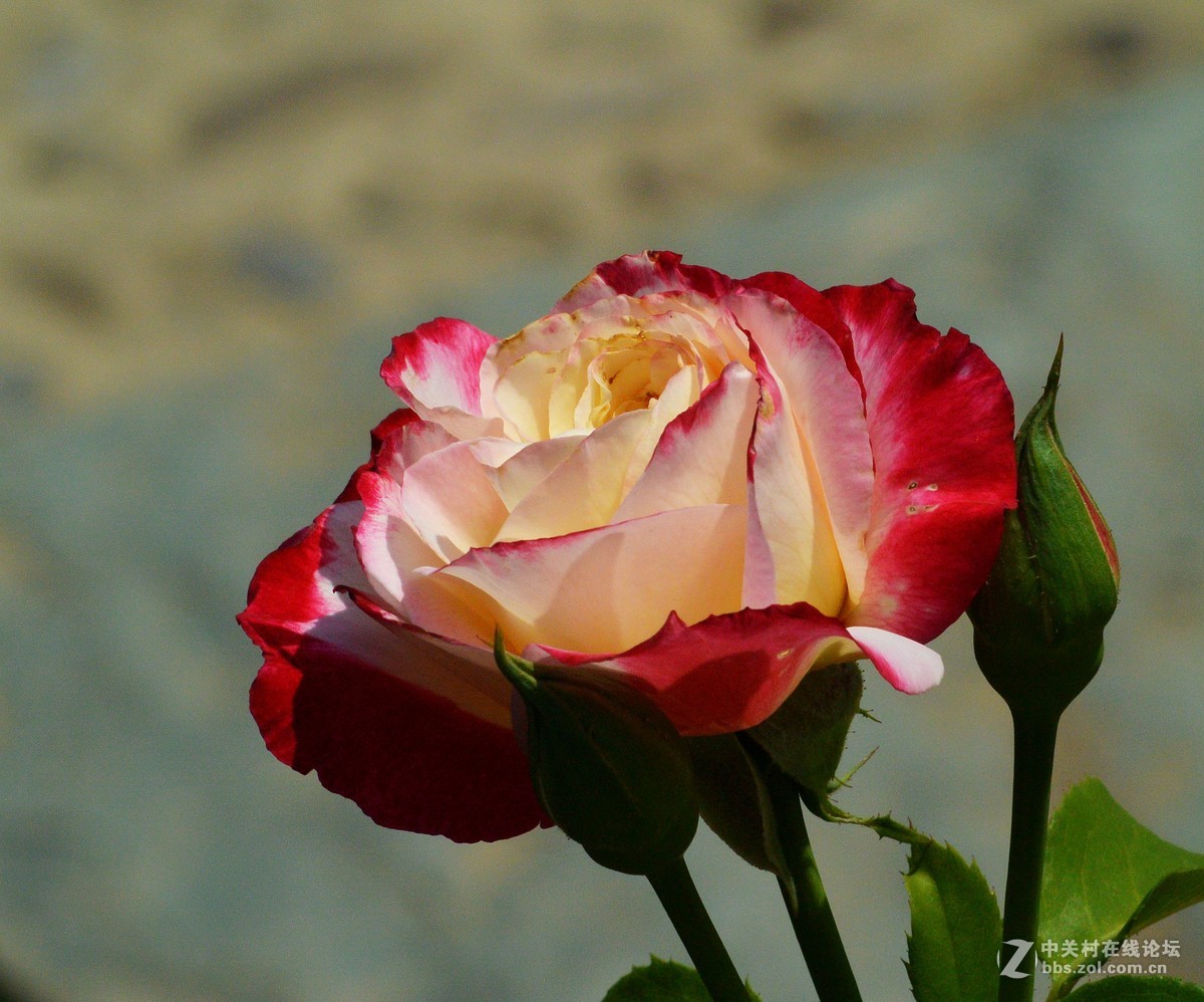 陶然亭月季园里的月季花