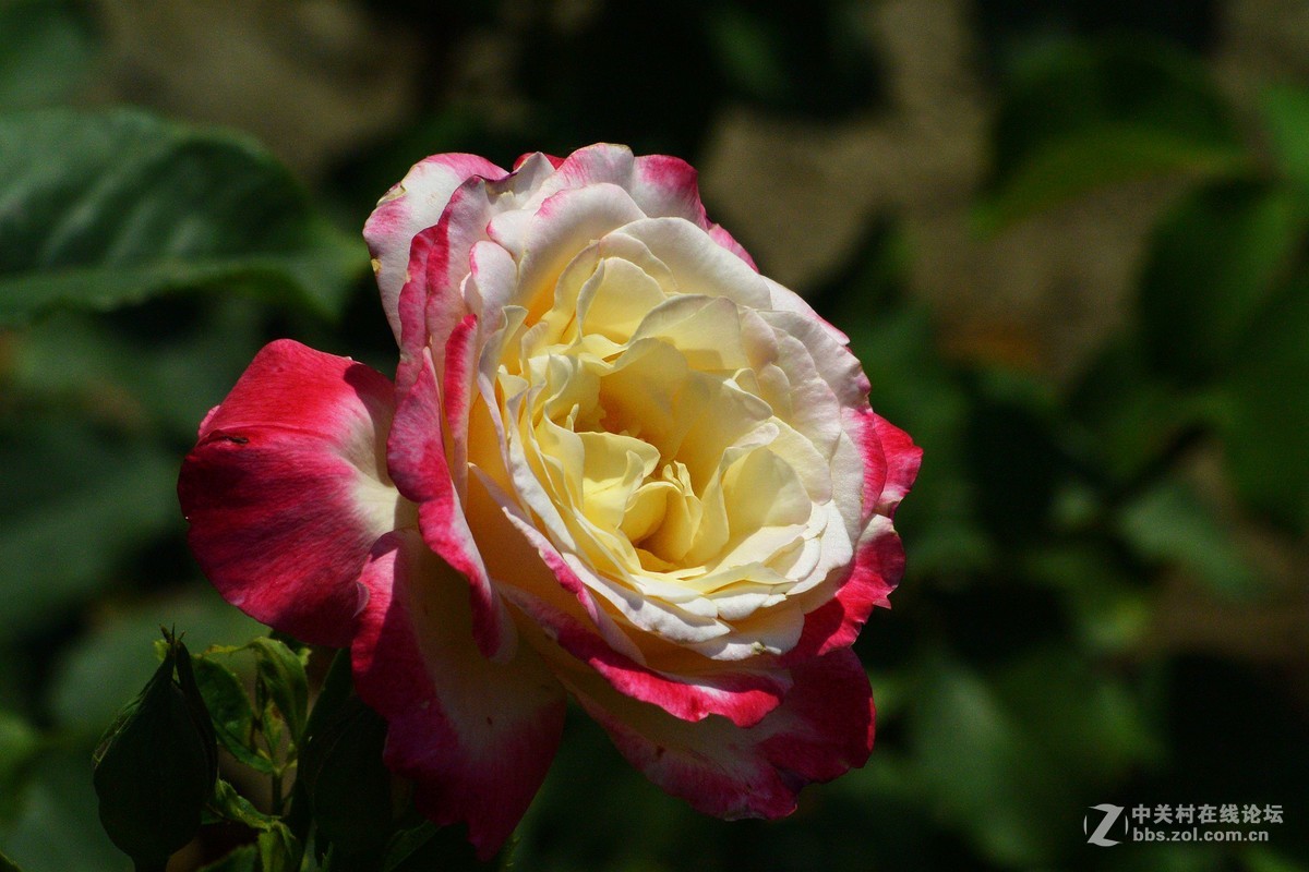 陶然亭月季园里的月季花