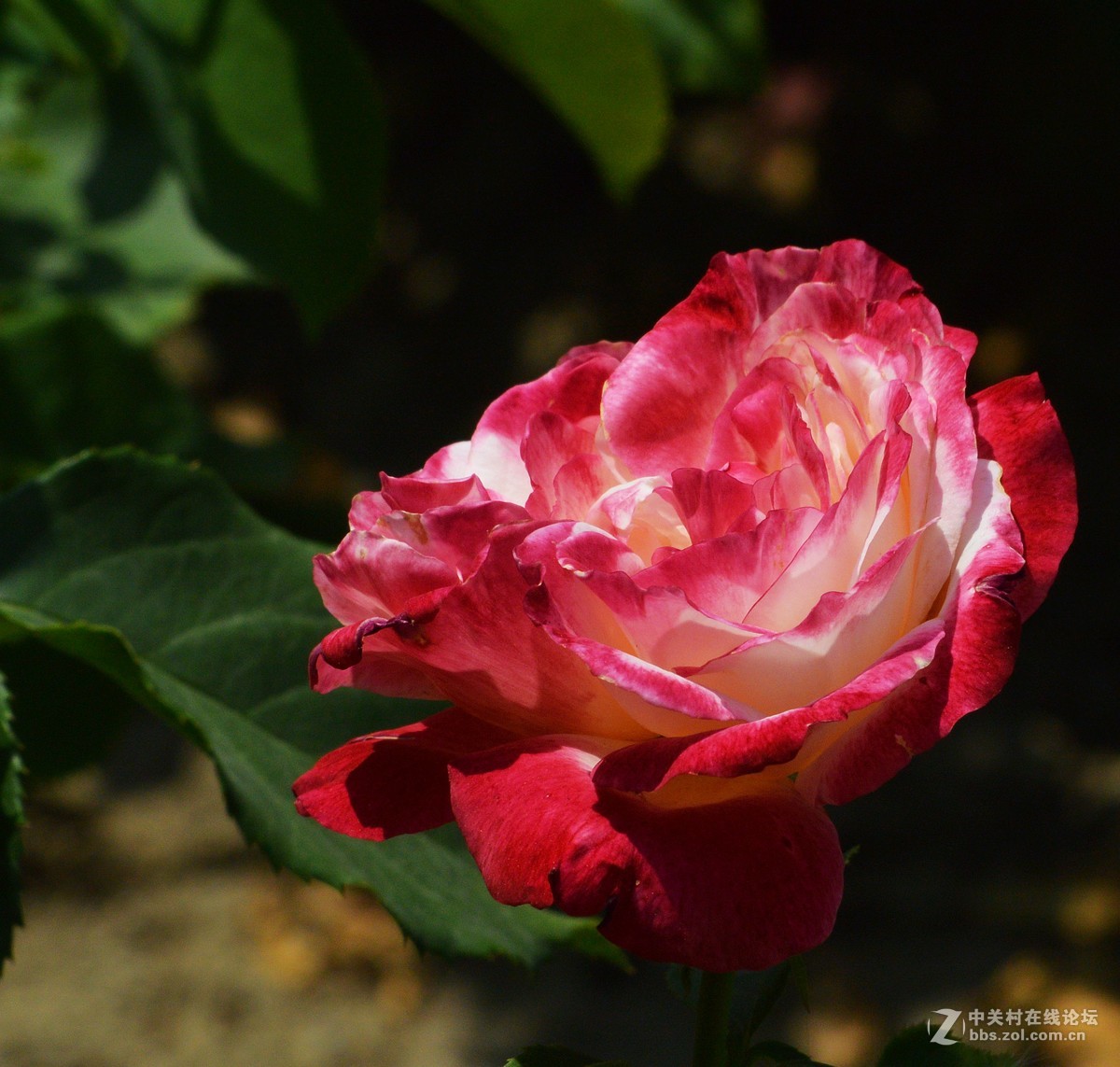 陶然亭月季园里的月季花