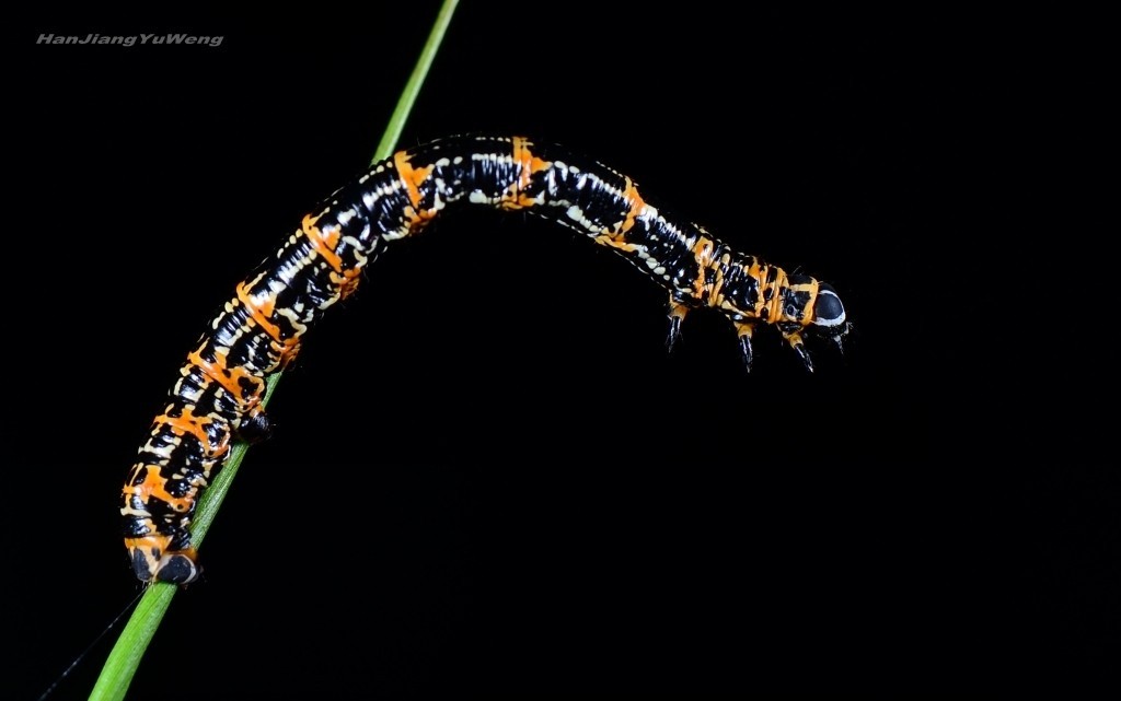 春日虫趣 - 尺蛾幼虫 -2