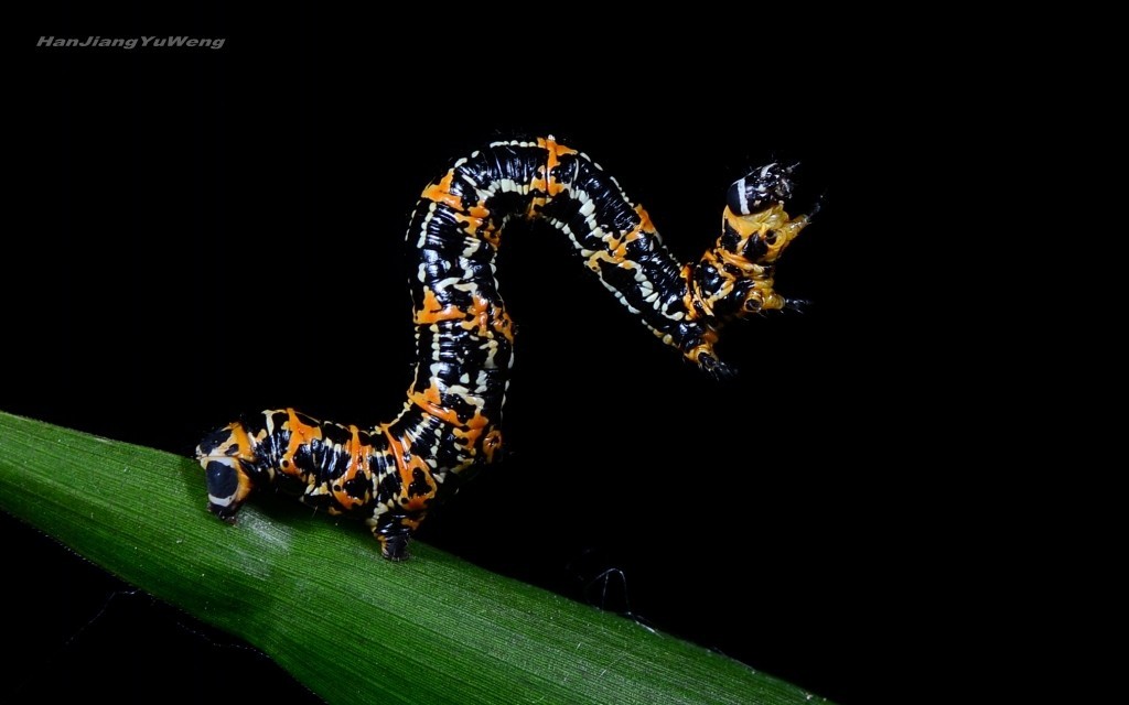 春日虫趣 - 尺蛾幼虫 -2