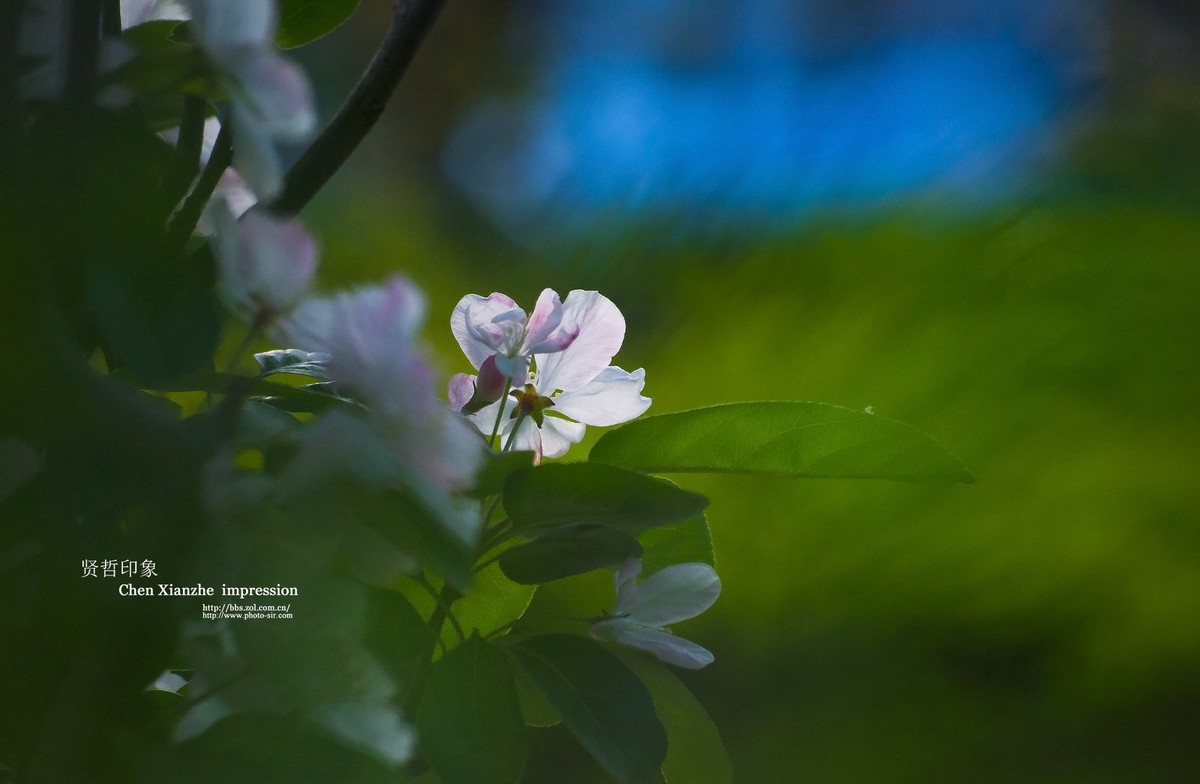 -----【 沾 花 惹 草 】-----