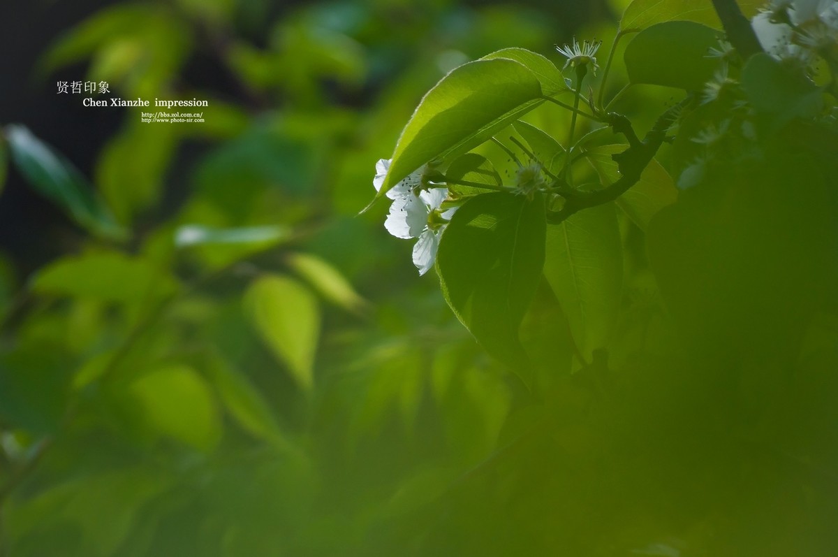 -----【 沾 花 惹 草 】-----