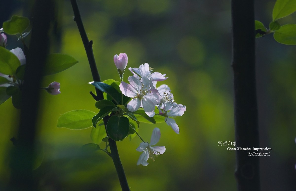 -----【 沾 花 惹 草 】-----