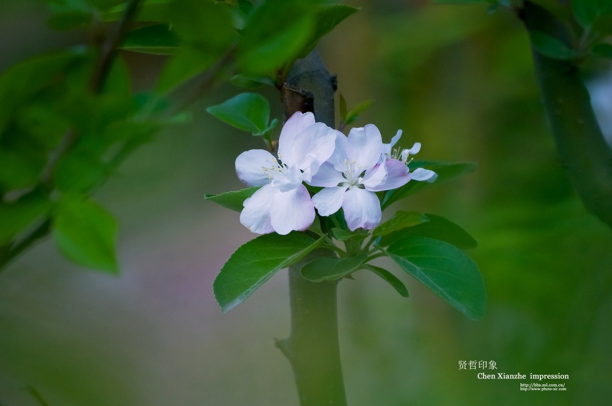 -----【 沾 花 惹 草 】-----