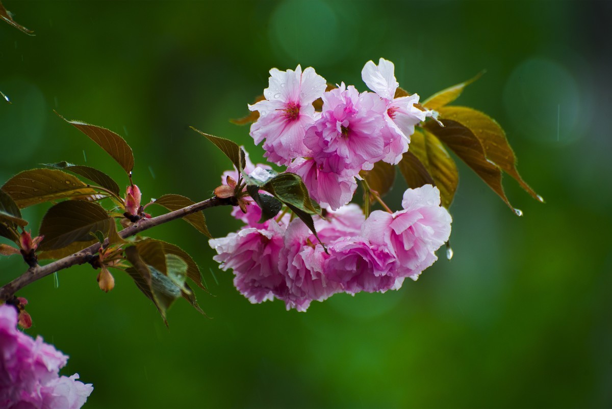 当樱花遇上雨。。。。