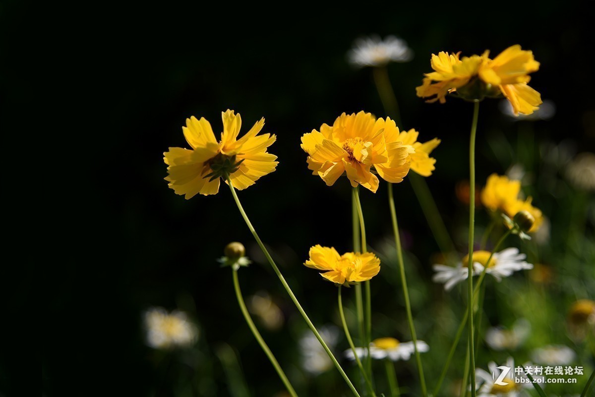 #版主坐堂#小五星空(中国)2018年九月精品荟萃