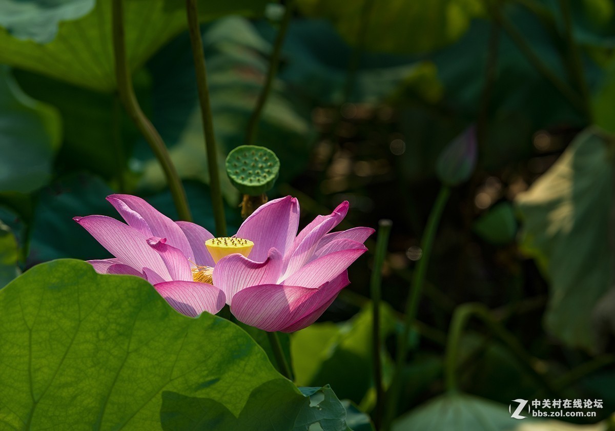 #版主坐堂#小五星空(中国)2018年九月精品荟萃