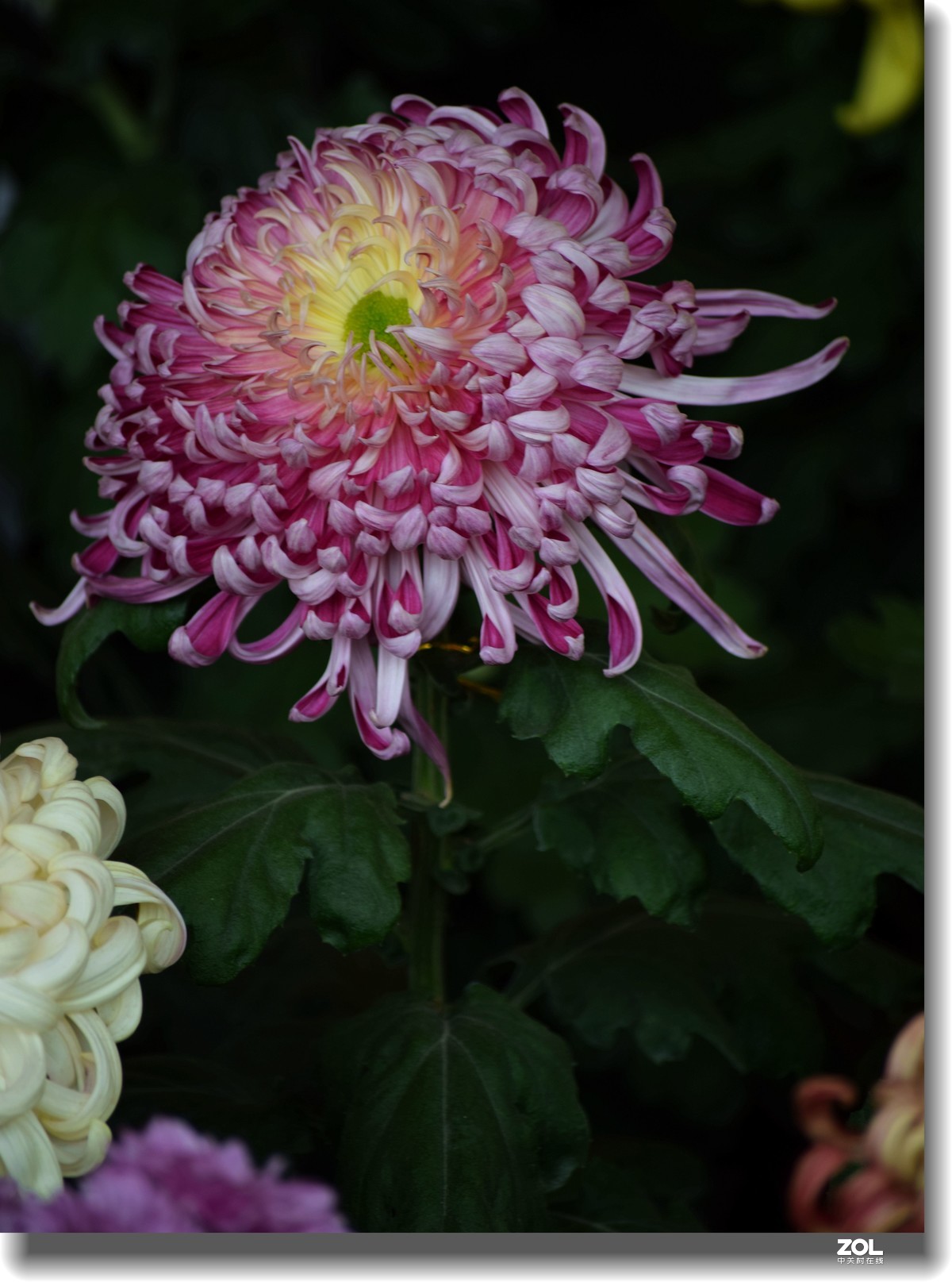 菊花帖  续二