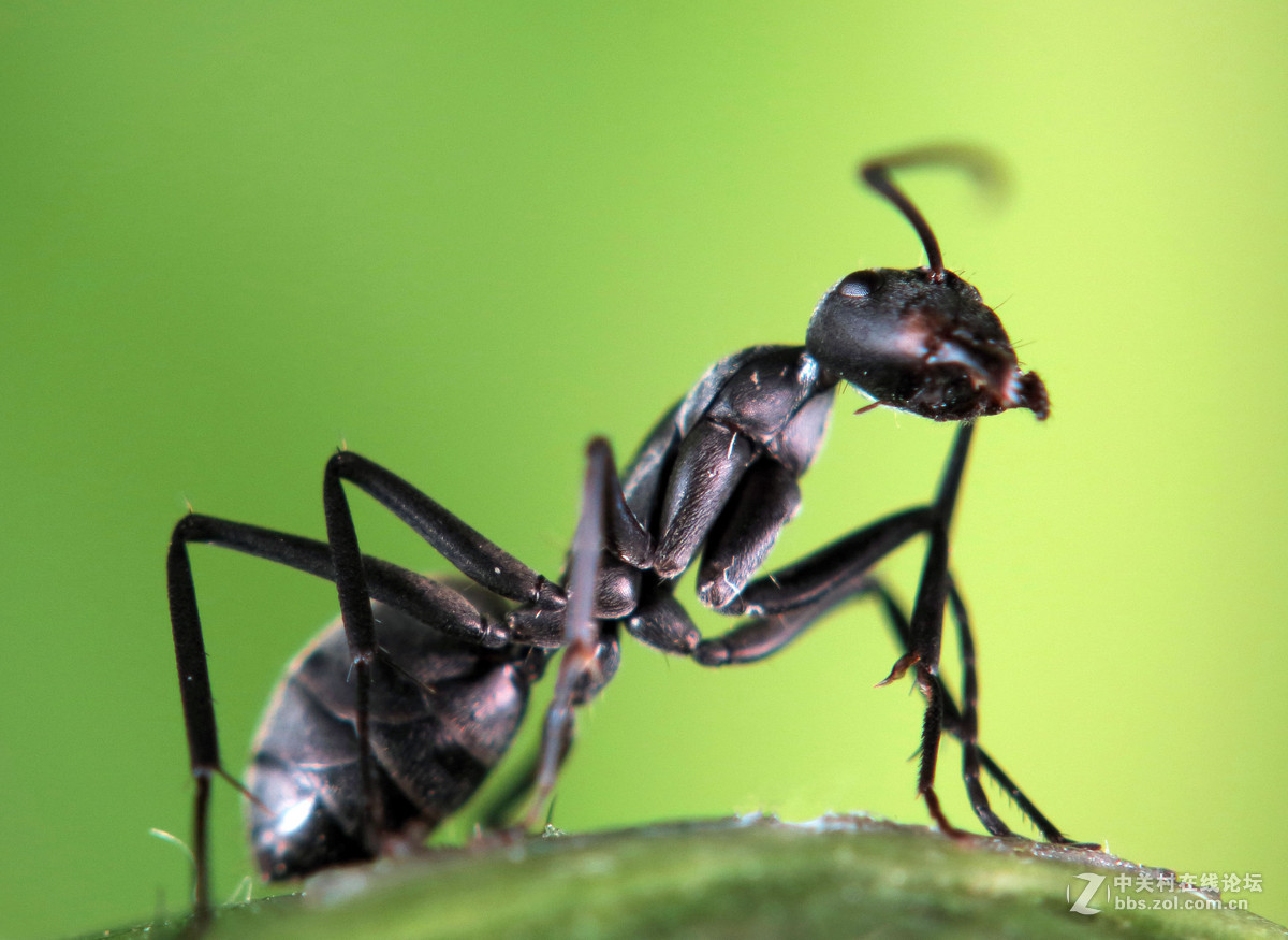 蚂蚁的外形形态特征图片