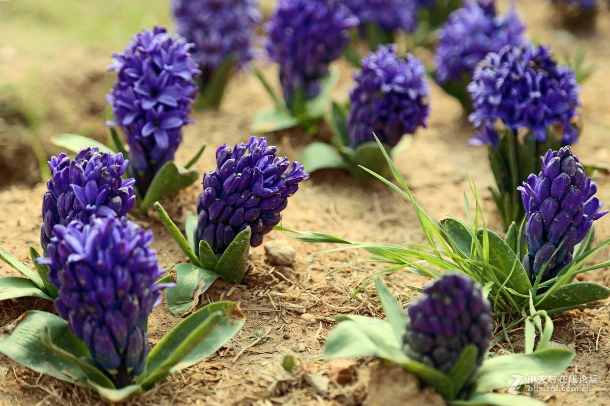 去了趟瑶湖，看了下郁金香。