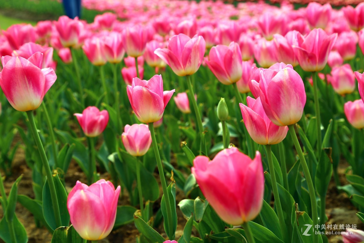 去了趟瑶湖，看了下郁金香。