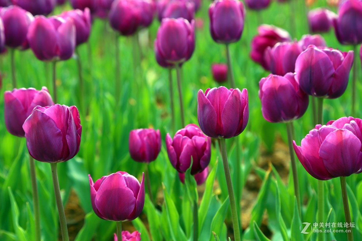 去了趟瑶湖，看了下郁金香。