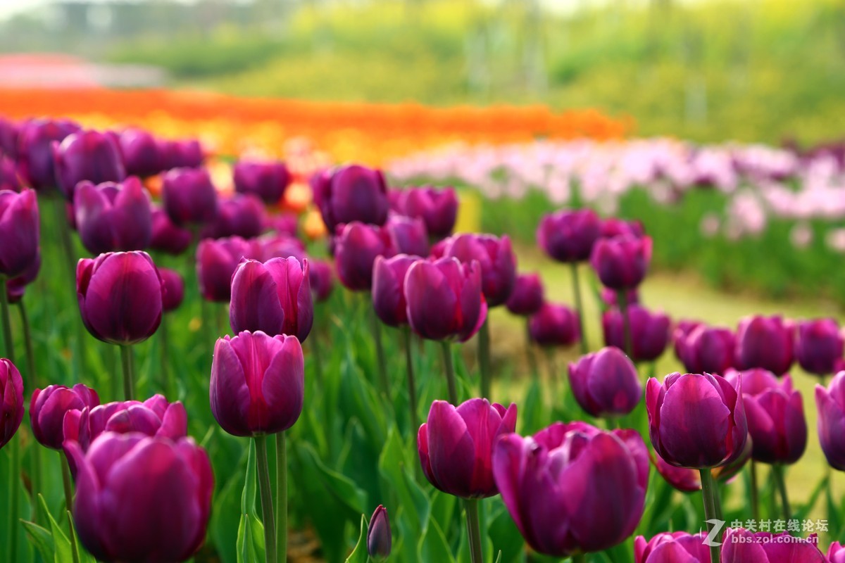 去了趟瑶湖，看了下郁金香。