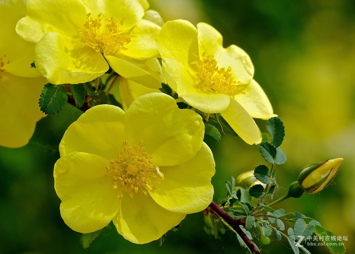 争奇斗艳的黄色蔷薇