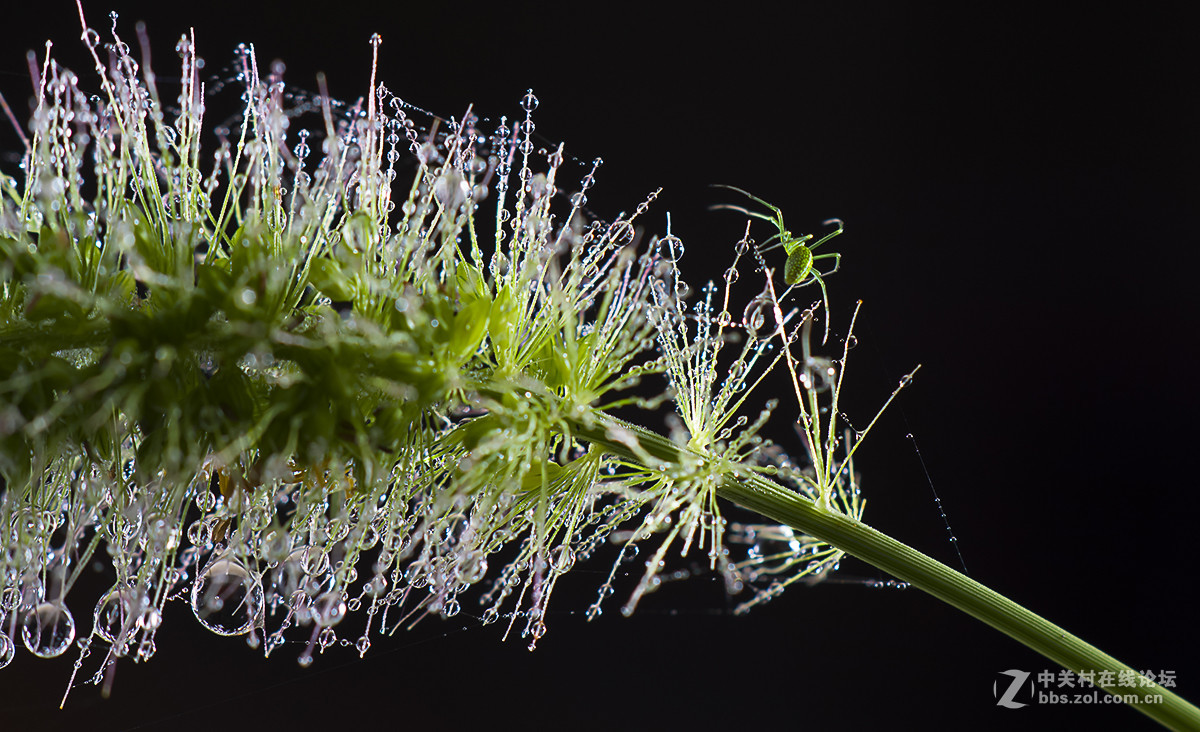 微距-青蜘蛛行水滴