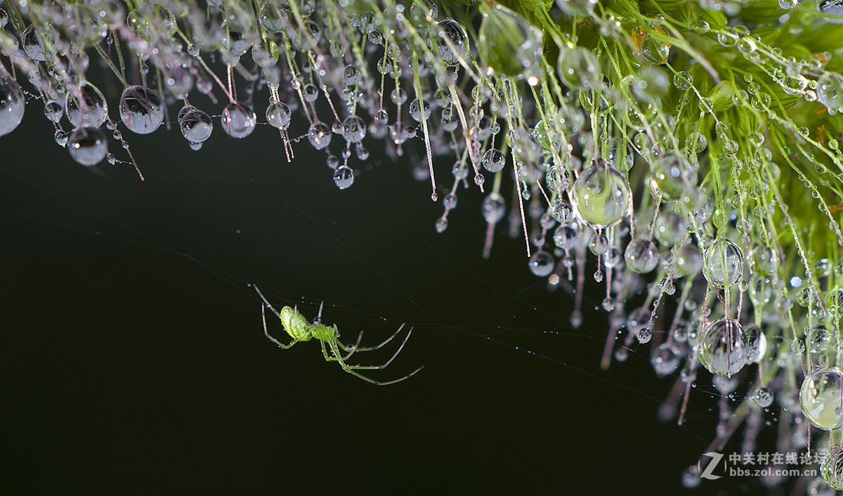 微距-青蜘蛛行水滴