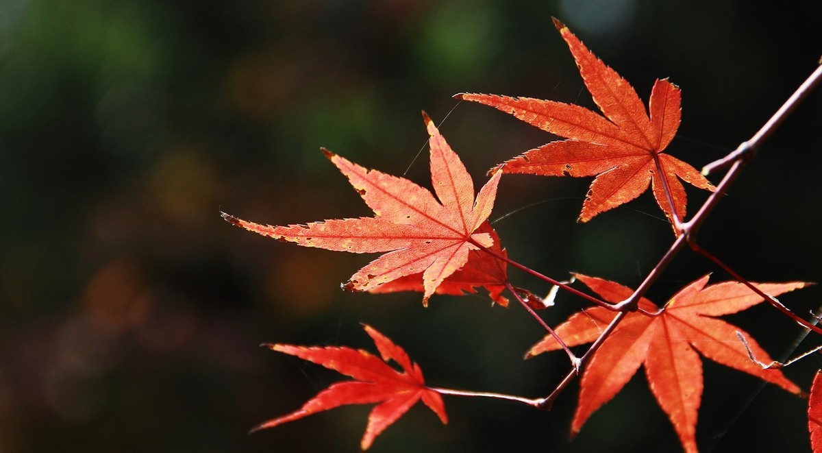 漂亮的紅楓葉