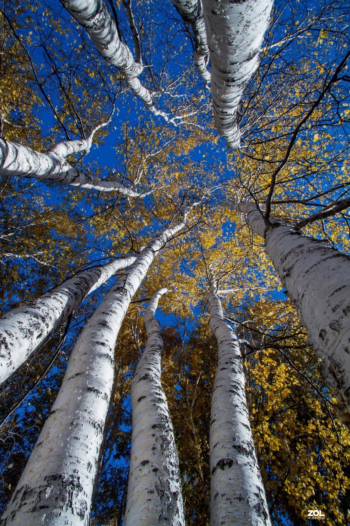 白桦林光影-中关村在线摄影论坛