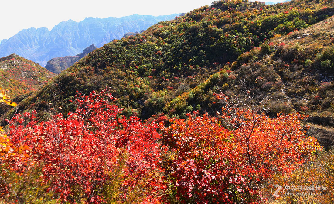 太行山上的紅葉沿途風景4