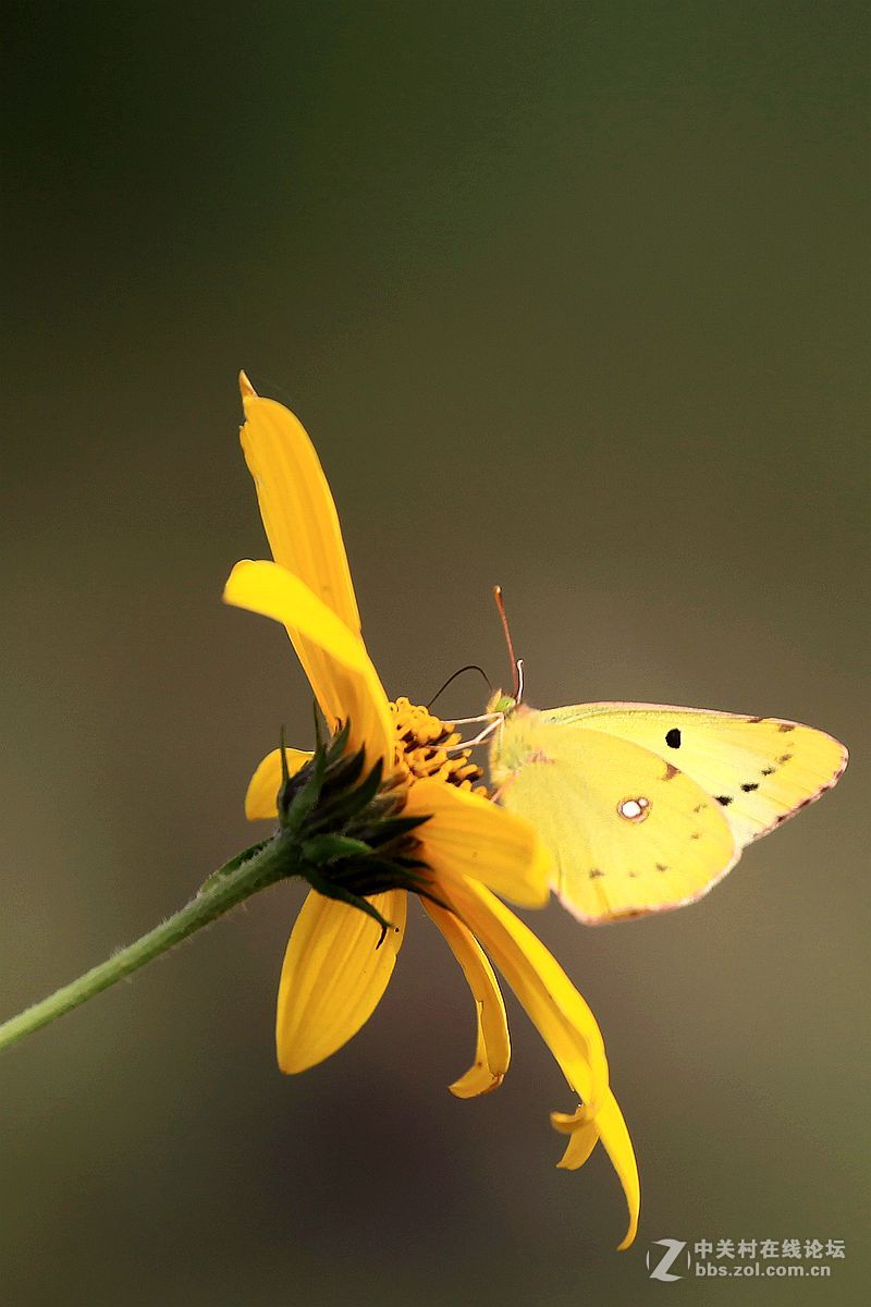 小黄蝶