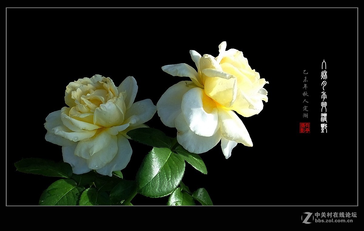 入秋月季斗浓艳