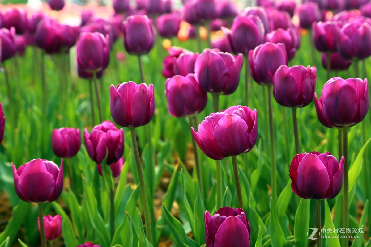 去了趟瑶湖，看了下郁金香。