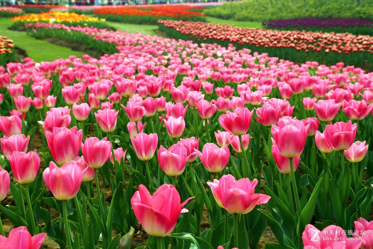 去了趟瑶湖，看了下郁金香。