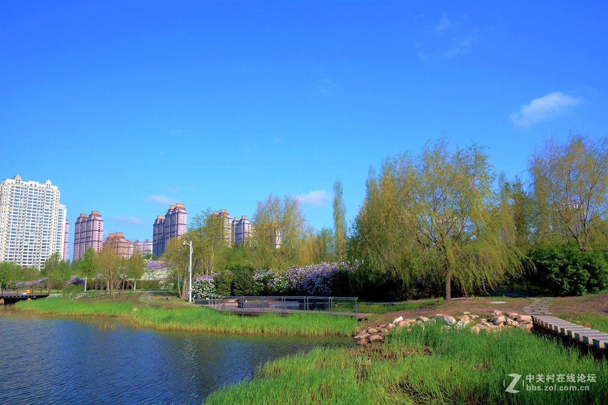 《丁香公园》
