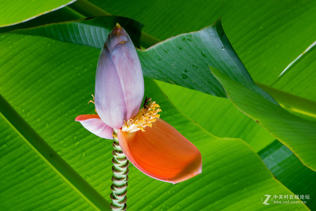 魅力绿色美丽的野芭蕉
