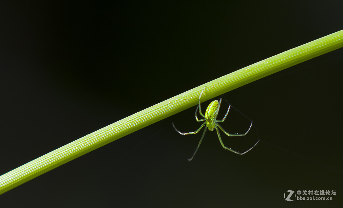 微距-青蜘蛛行水滴