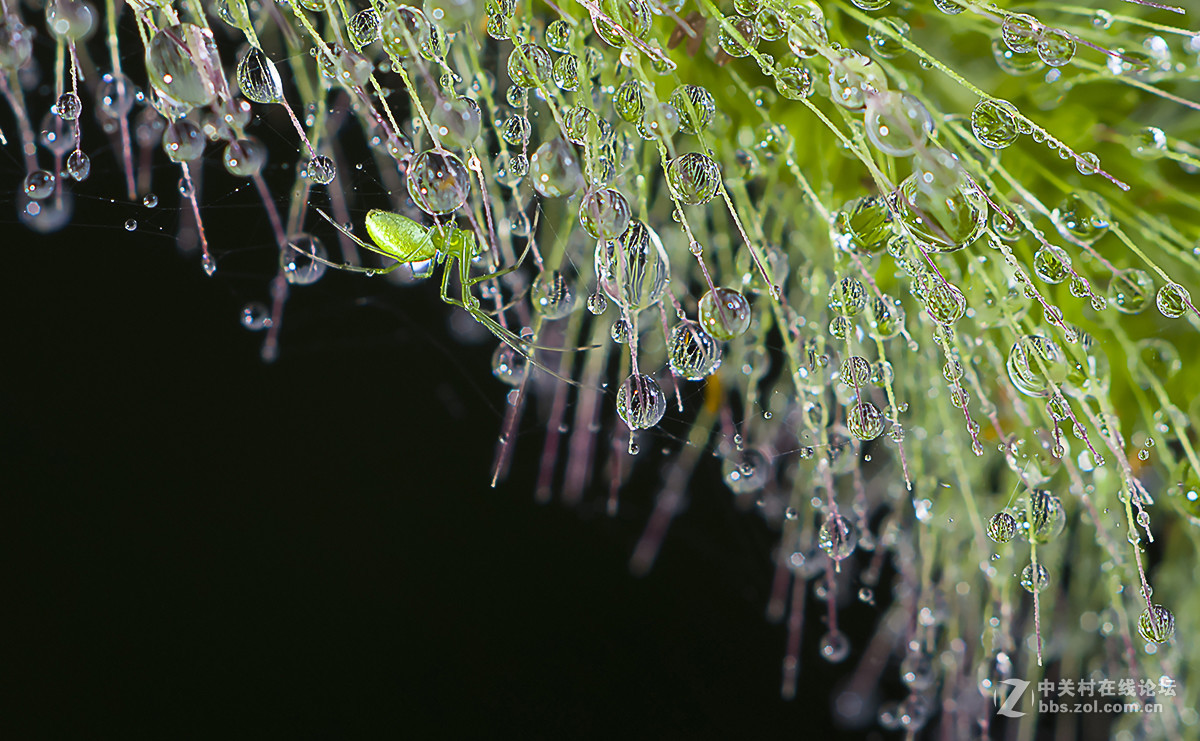 微距-青蜘蛛行水滴