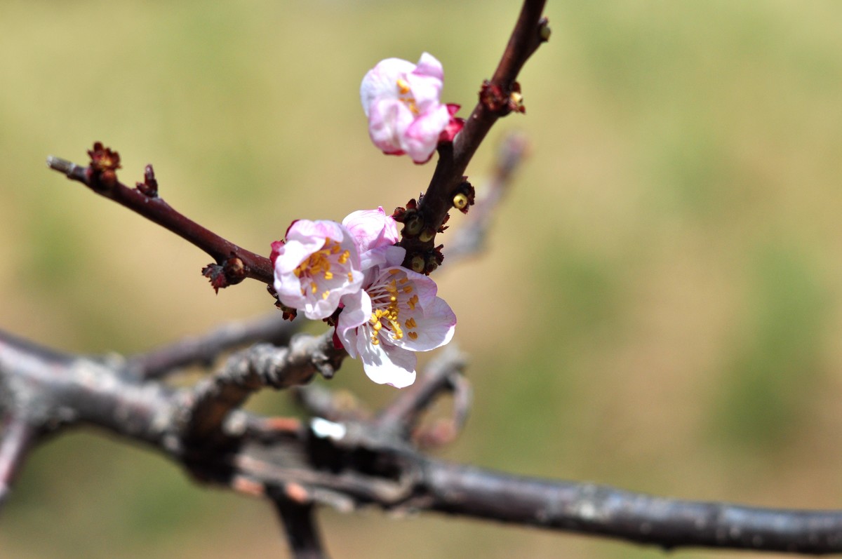 杏花开了