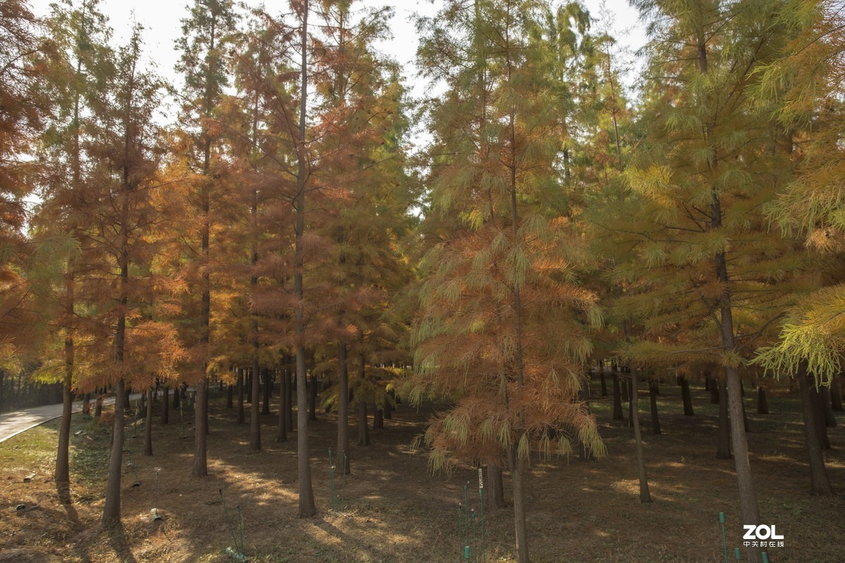 #ZOL月赛晒秋# 沙沟湖水杉公园