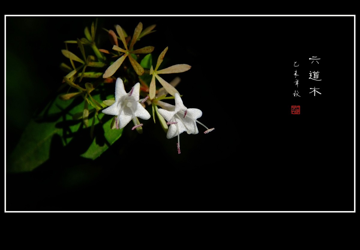 清香飘逸的六道木花