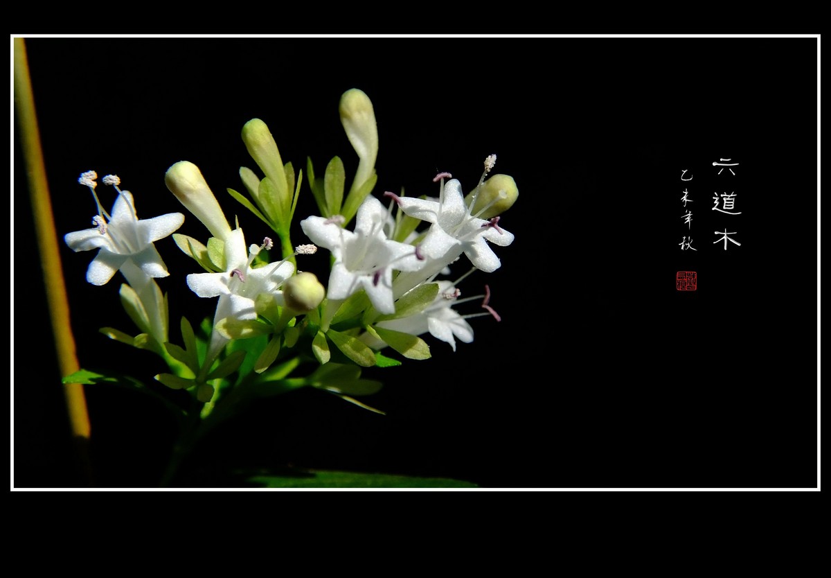 清香飘逸的六道木花