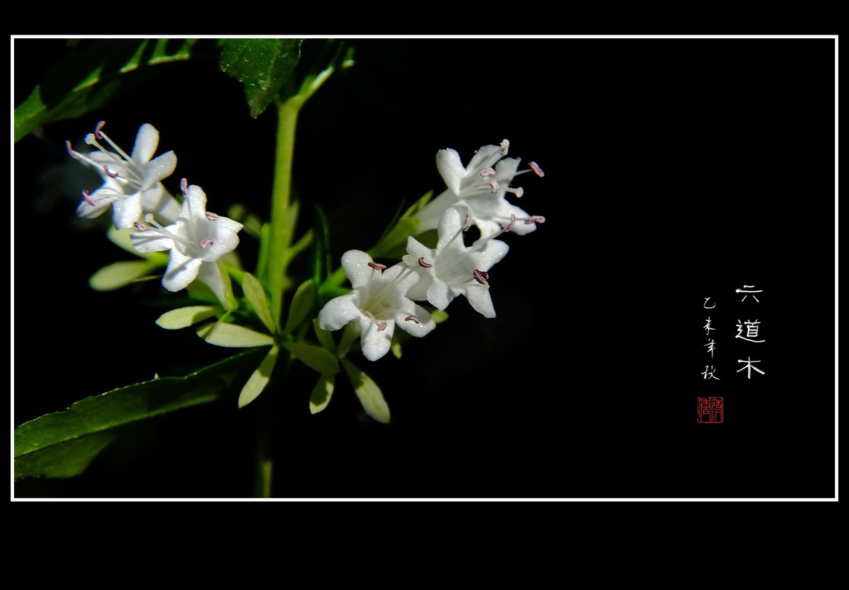 清香飘逸的六道木花