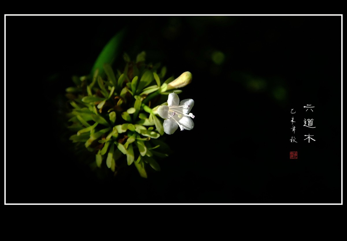清香飘逸的六道木花