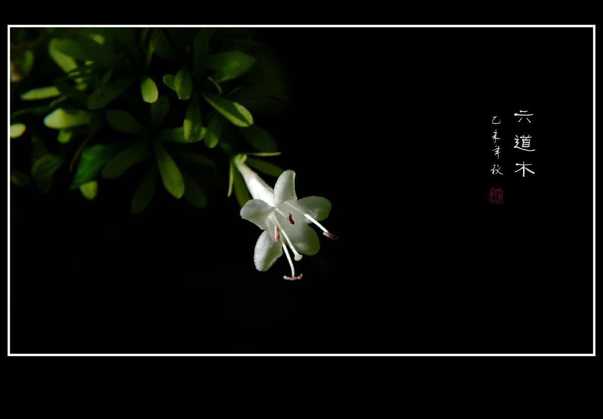 清香飘逸的六道木花