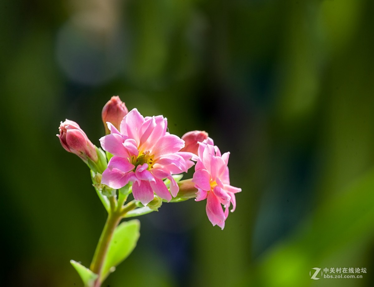 长寿花