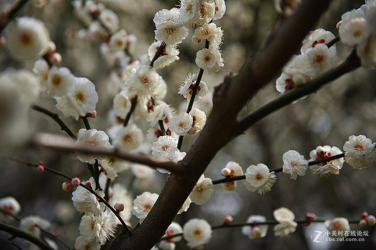 初试拍梅花—拍糊了