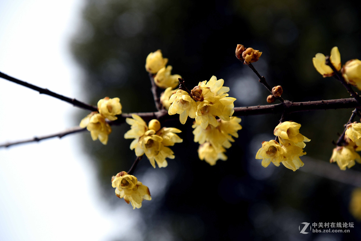 初试拍梅花—拍糊了