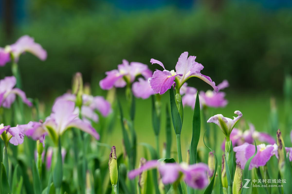 柔美的溪荪鸢尾花