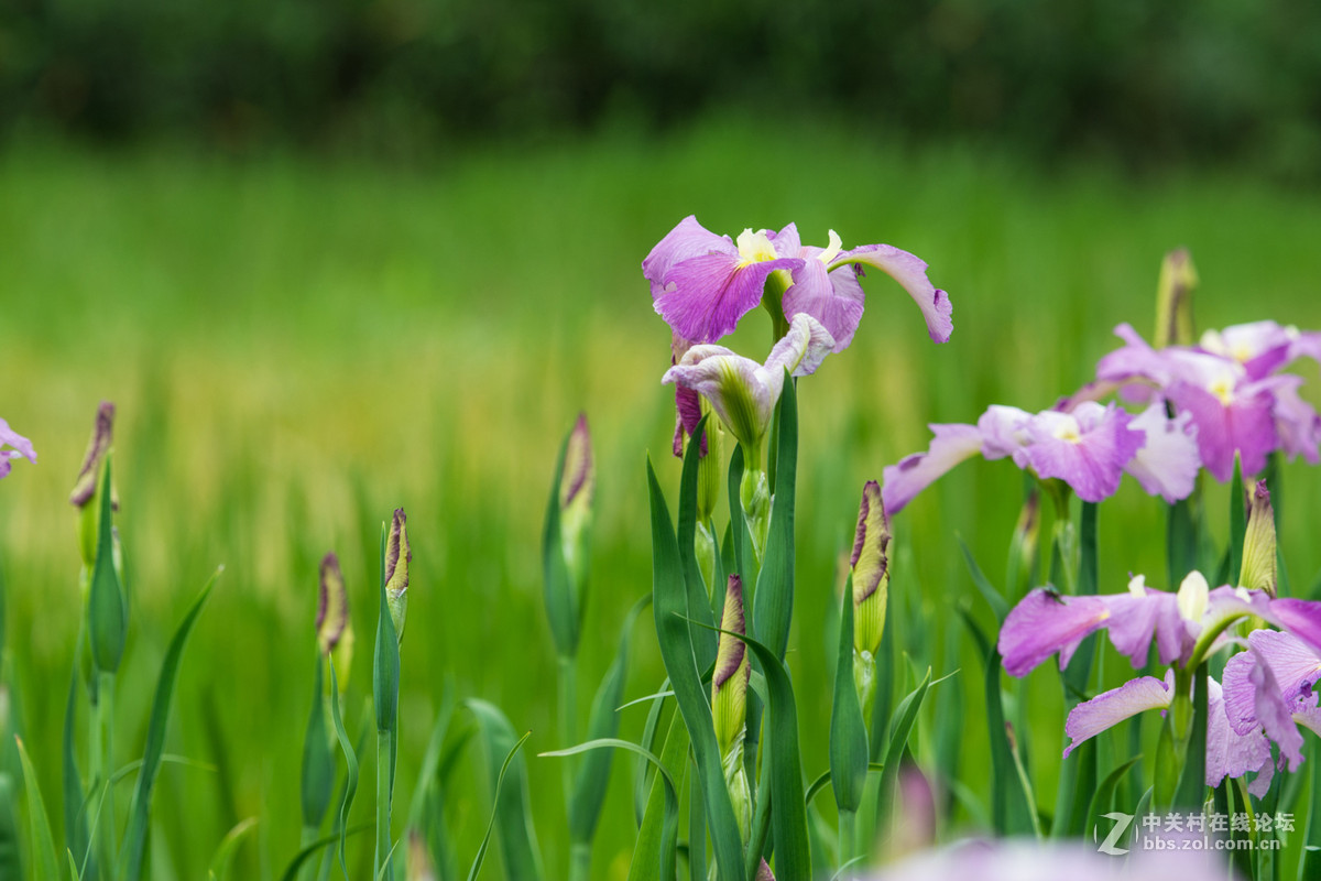 柔美的溪荪鸢尾花