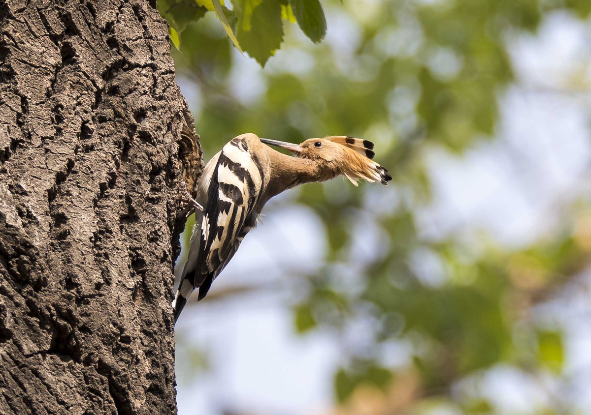 忠诚勤劳美丽的戴胜