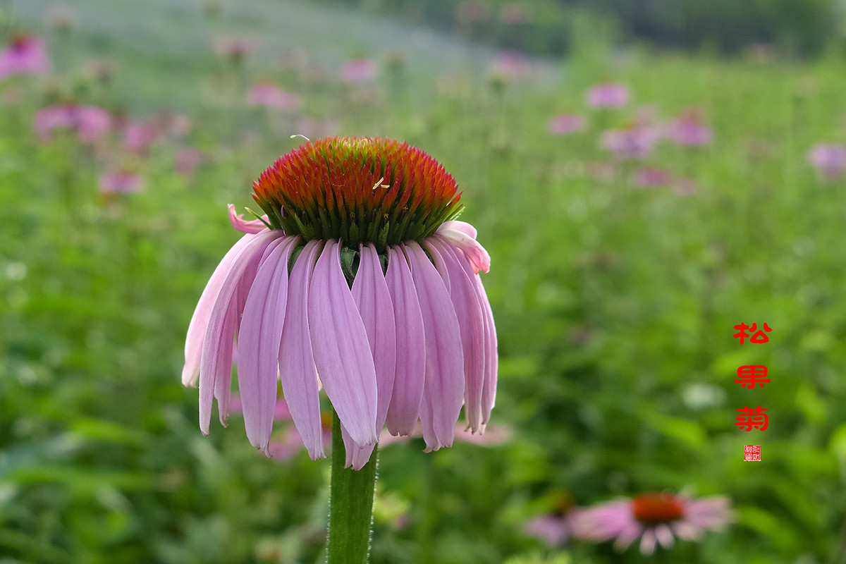 松果菊与天人菊